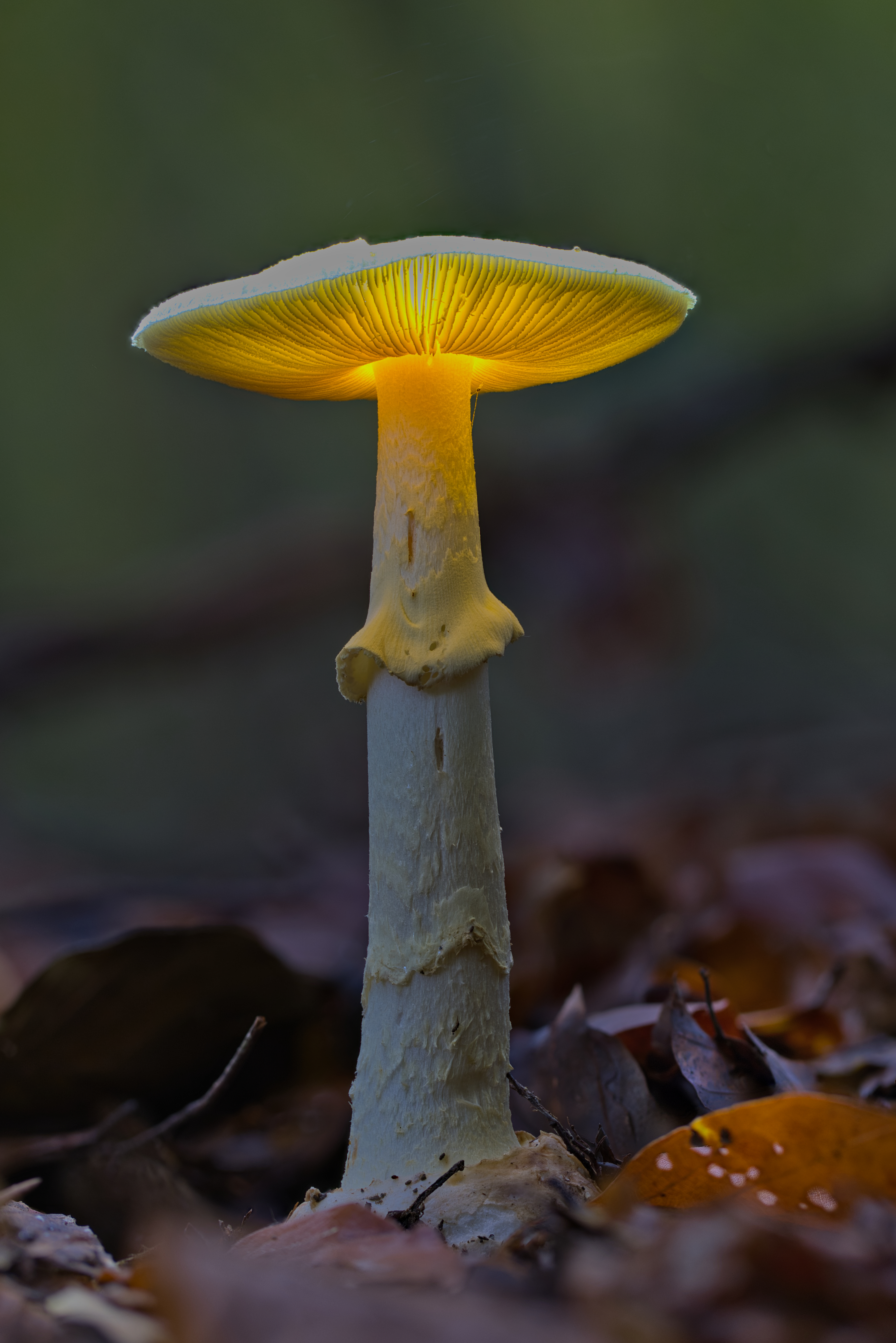 Gelber Knollenblätter